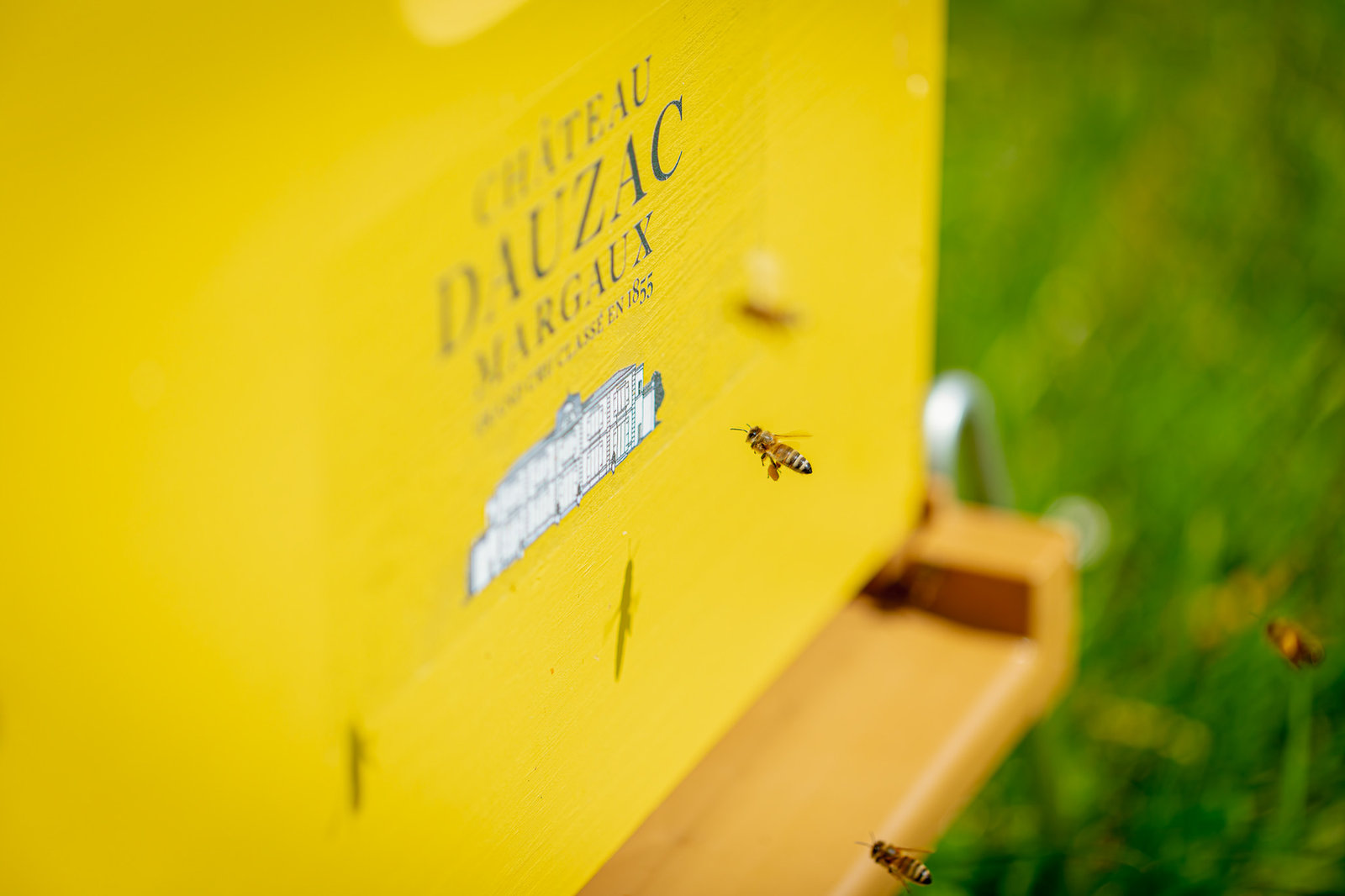 Des abeilles autour d’une ruche jaune du Château Dauzac