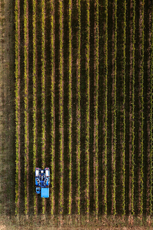 Vue aérienne des vendanges au Château de l’Hospital